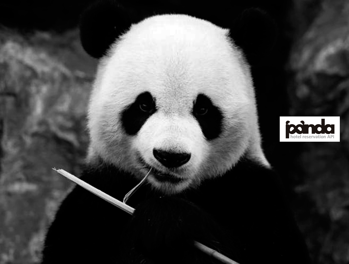 Defiant panda